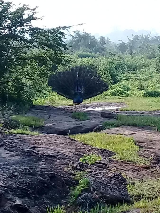 Janu Homestay Tangalle Dış mekan fotoğraf